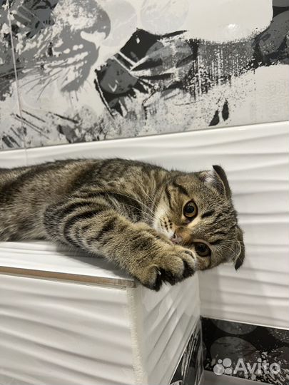 Шотландская кошка вязка