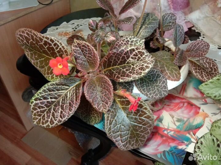 Эписция шоколадный крем