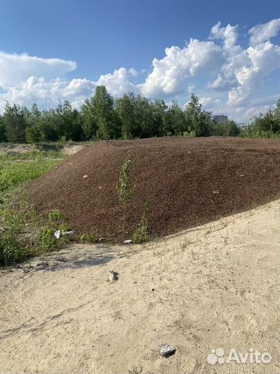 Кедровая шелуха
