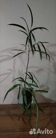 Фикус бенедикта Али