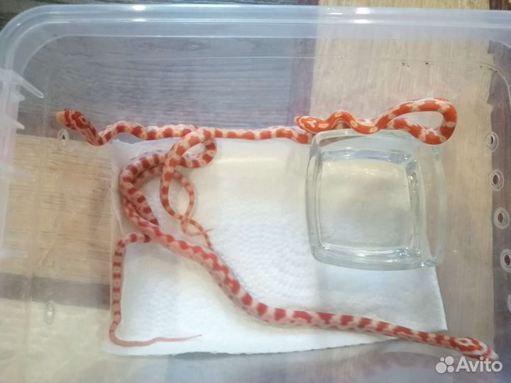 Змея маисовый полоз