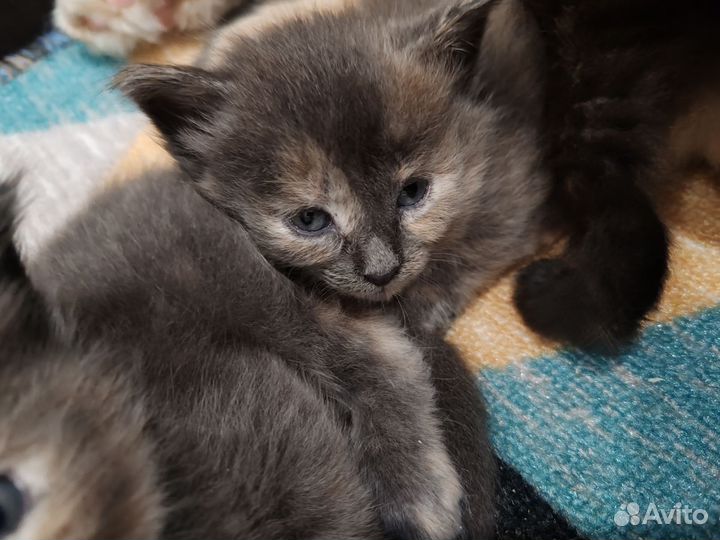 Котята отдам бесплатно