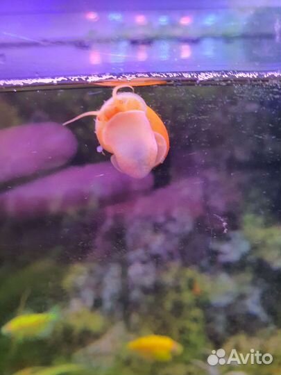 Улитка аквариумная Ампулярия