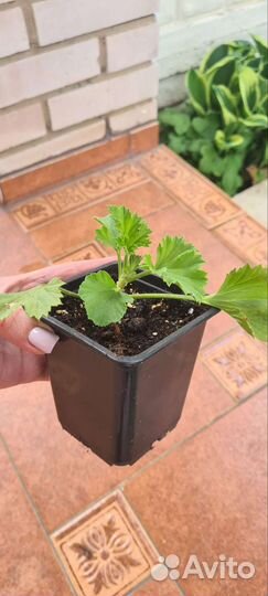 Герань пеларгония королевская