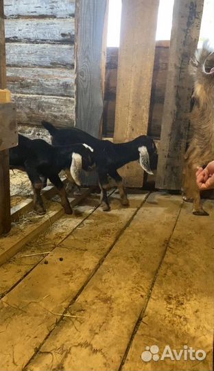 Козлята англо-нубийцы чистые