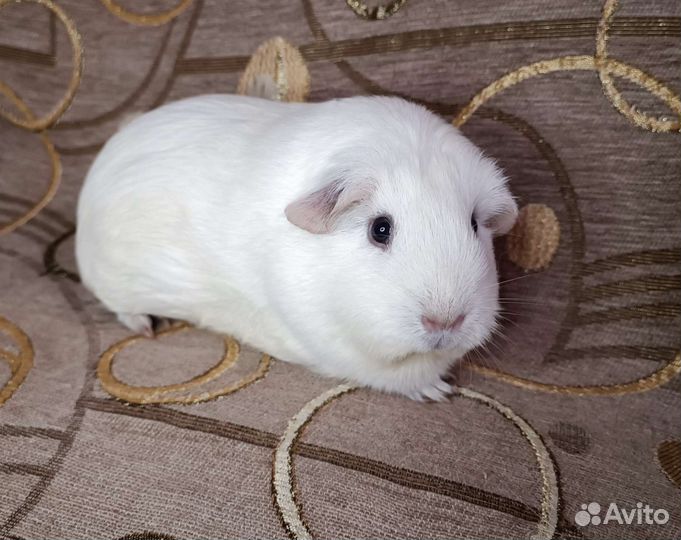Морские свинки