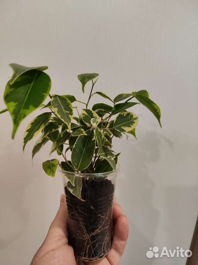 Фикус бенджамина