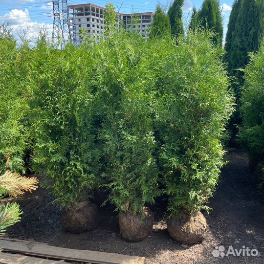 Туя Брабант