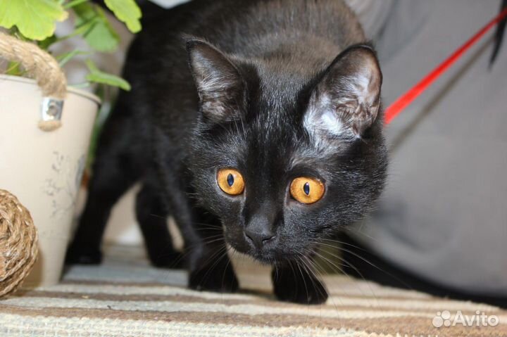 Кот в добрые руки