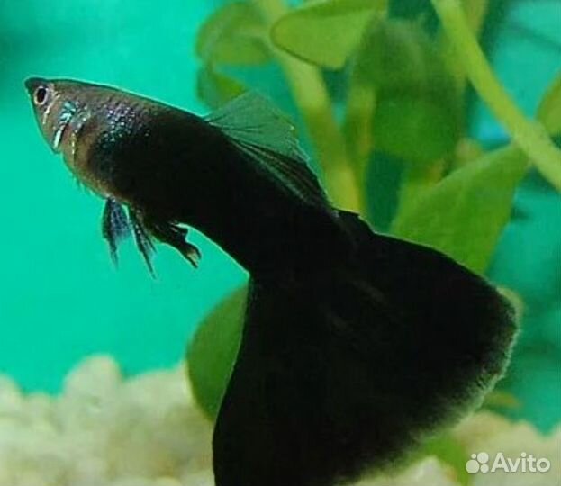 Аквариумная рыбка Гуппи чёрные