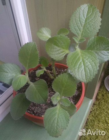 Плектрантус, или комнатная мята