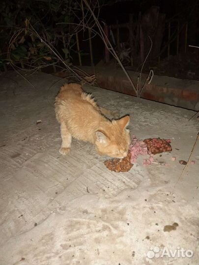 Рыжий кот ищем помощи