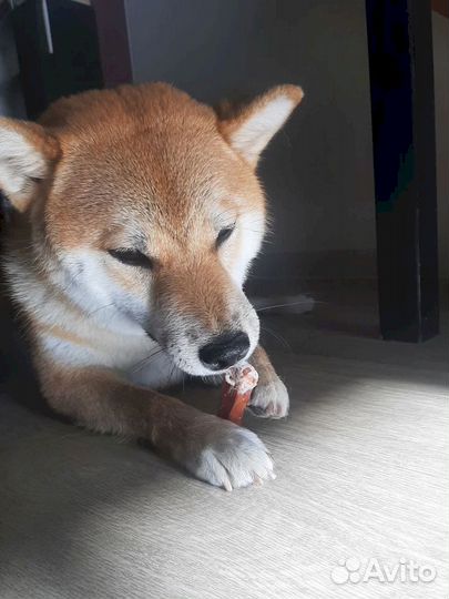 Корм для собаки. Натуральное