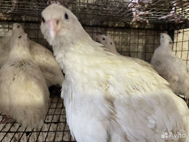 Техаские перепела