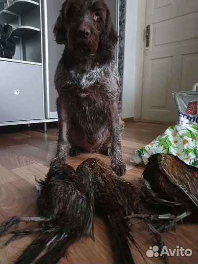 Дратхаар вязка