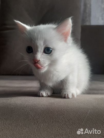 Котик в добрые руки