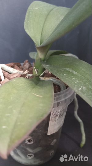 Phalaenopsis Fuller's Master