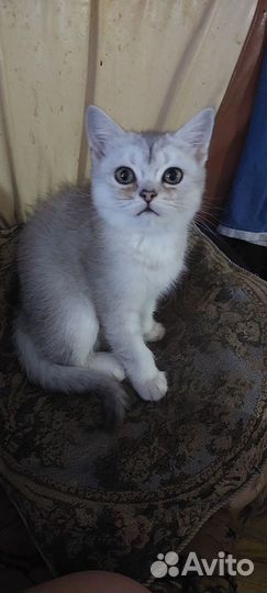 Британская золотая шиншилла