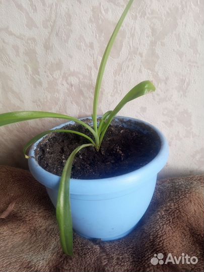 Хлорофитум