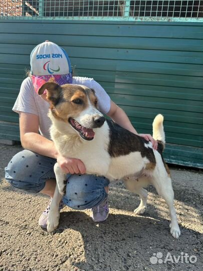 Умная и ласковая собака Веста