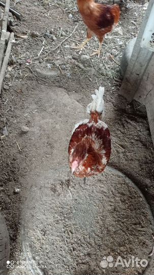 Молодые петушки