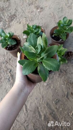 Комнатные цветы каланхоэ