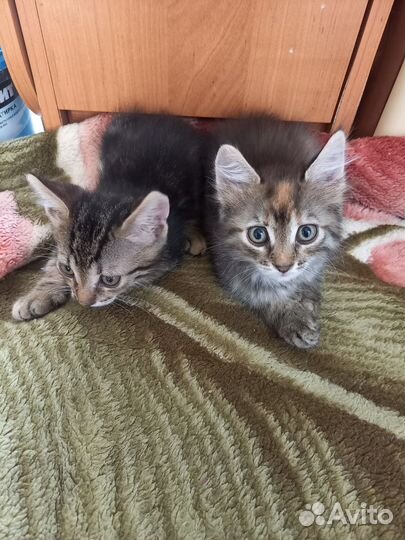 Домашние животные бесплатно коты