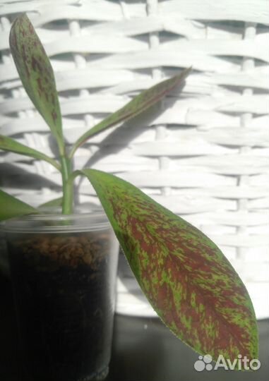 Комнатные растения 2