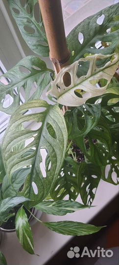 Монстера, филодендроны, сциндапсус