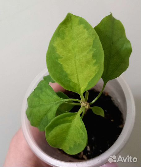 Бугенвиллия Red Apple