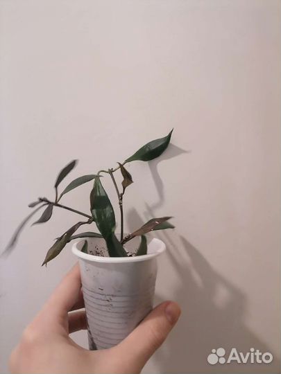 Хойя Hoya cv. Elle