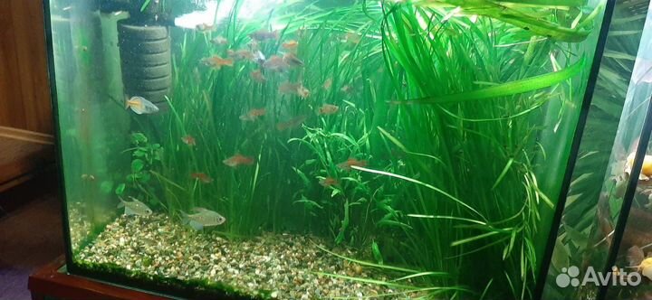 Аквариум