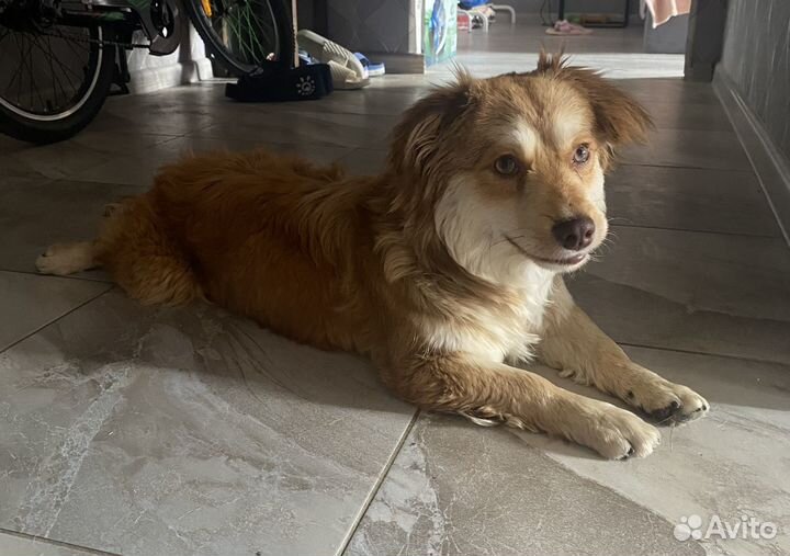 Собака Ищет дом