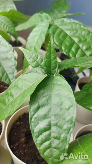 Саженцы какао-дерева (Венесуэла, криолло)