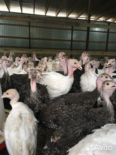 Подрощенные Индюки