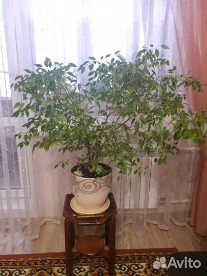 Фикус Бенджамин (15 лет)