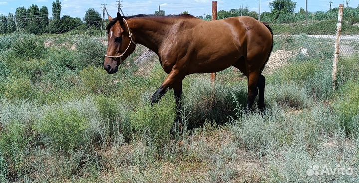 Чистокровные верховые