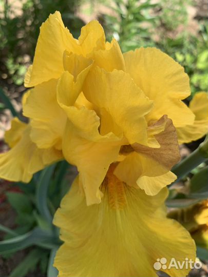 Ирисы бородатые желтые многолетнее растение