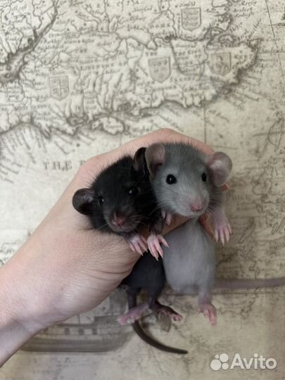 Крысята Дамбо малыши.Доставка.клетки