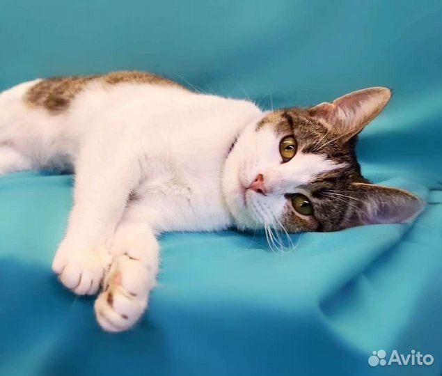 Кошка Синтия