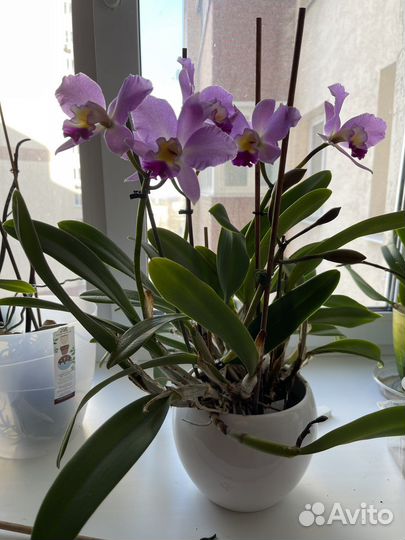 Орхидея каттлея