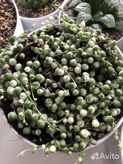 Крестовник роули вариегатный