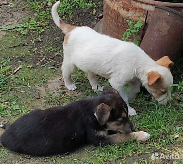 Щенки бесплатно