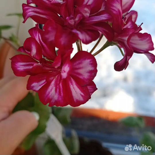 Пеларгония герань