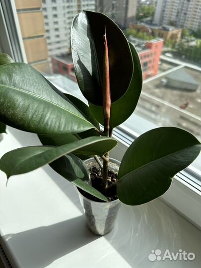 Фикус каучуконосный эластика