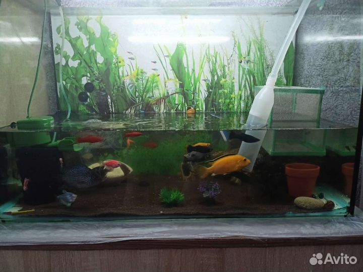 Аквариумные рыбки