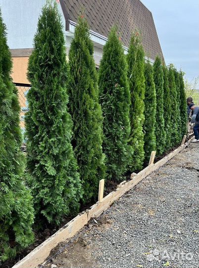 Туя с гарантией приживаемости