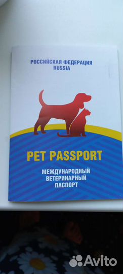 Котик шотландский вислоухий белый