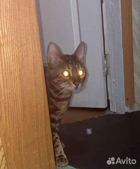 Бенгальский кот