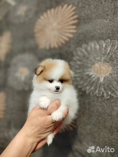 Щеночки шпиц